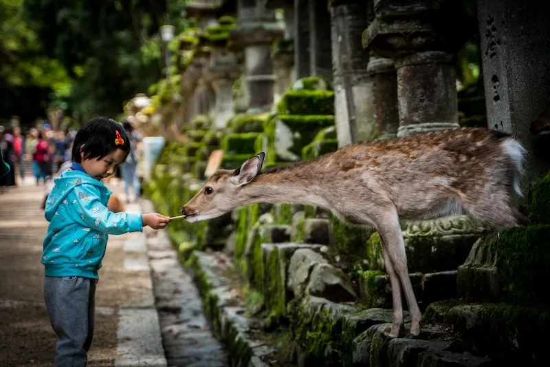 Công viên Nara, khu vườn cổ tích giữa đời thật