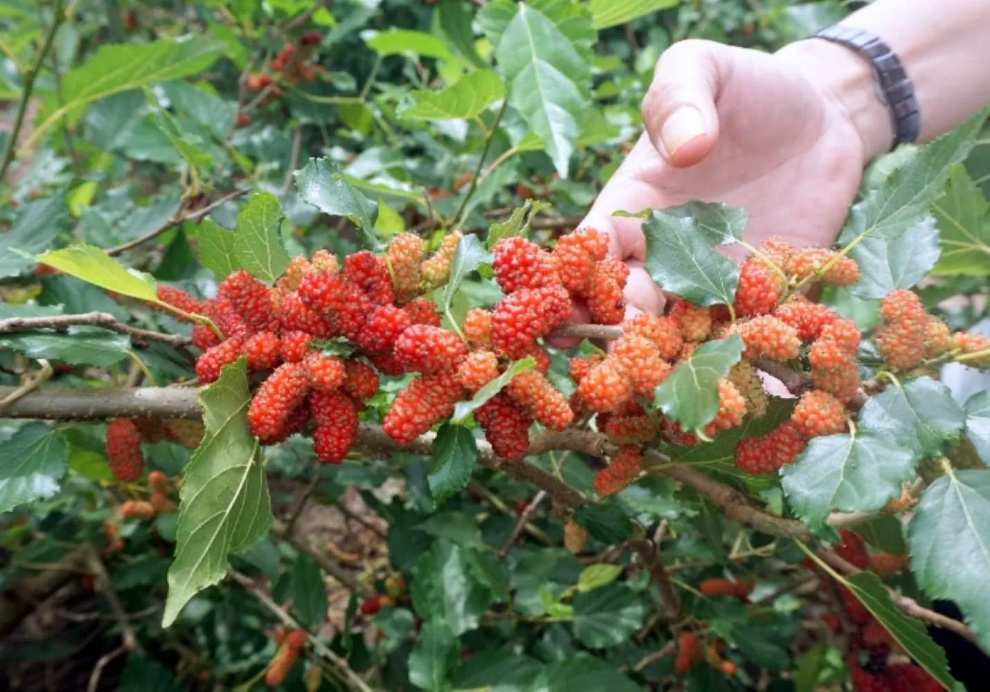 Cù lao Phú Tân, nơi gìn giữ nhiều nét đẹp văn hóa truyền thống