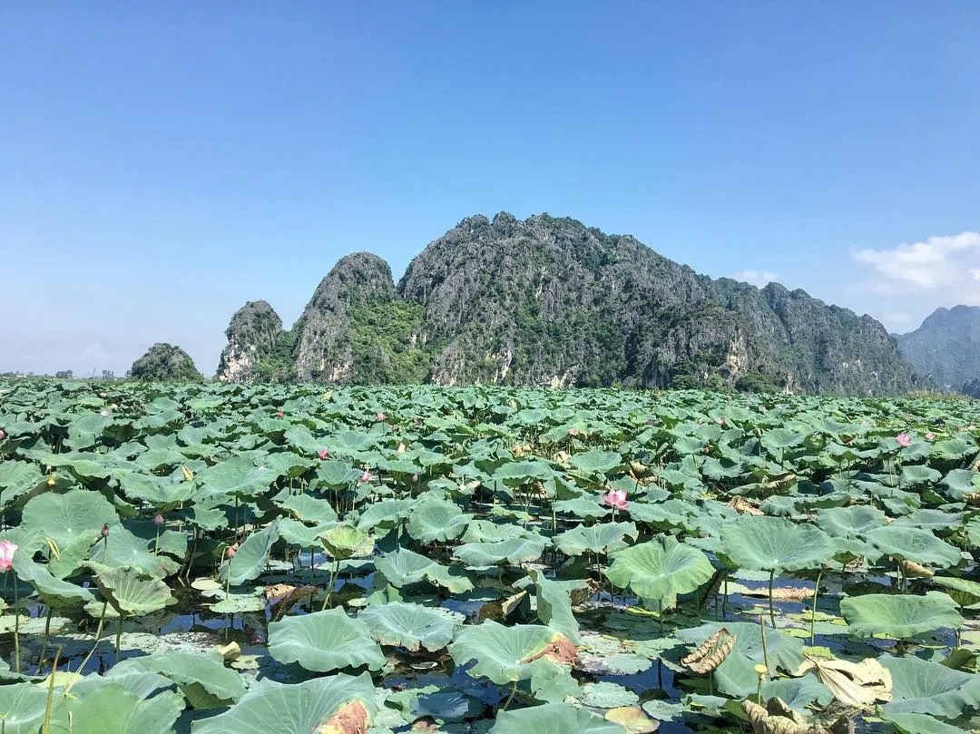 Đắm mình vào vẻ đẹp yên bình, thơ mộng ở Đầm Vân Long – Ninh Bình