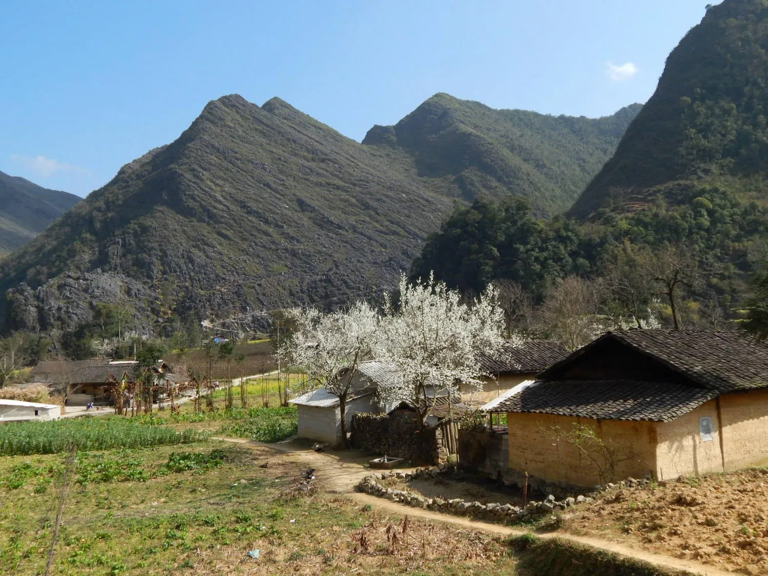 Đắm say trước mùa hoa lê trắng Hà Giang đẹp dịu dàng