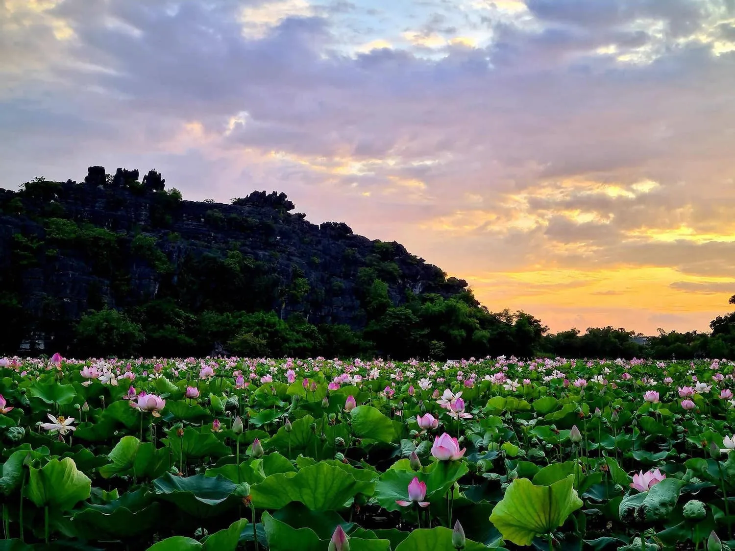 Đầm sen Hang Múa Ninh Bình nên thơ qua ống kính cô nàng Lâm Hy