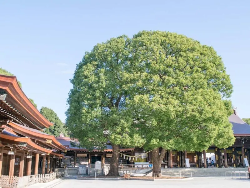 Dạo bước quanh ngôi đền Meiji Jingu đầy linh thiêng của Nhật Bản