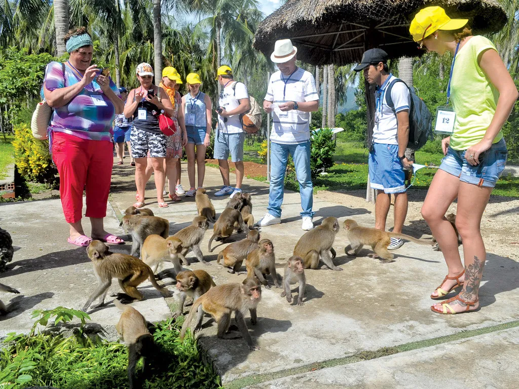 Đảo Khỉ Nha Trang – Vương quốc của hơn 1500 chú khỉ