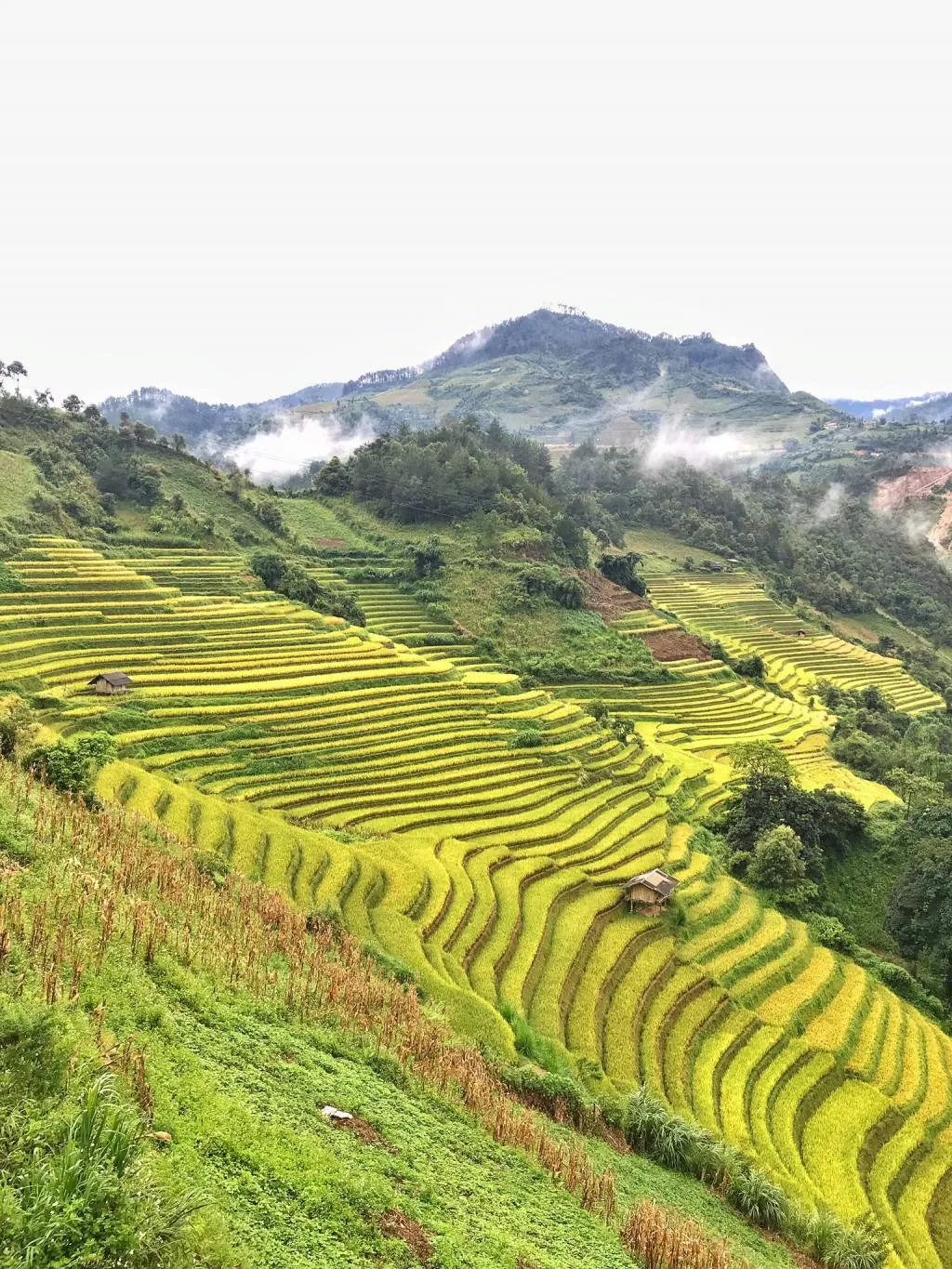 Đến Bản Lìm Mông chiêm ngưỡng cảnh sắc mùa lúa chín đẹp đến mê hồn