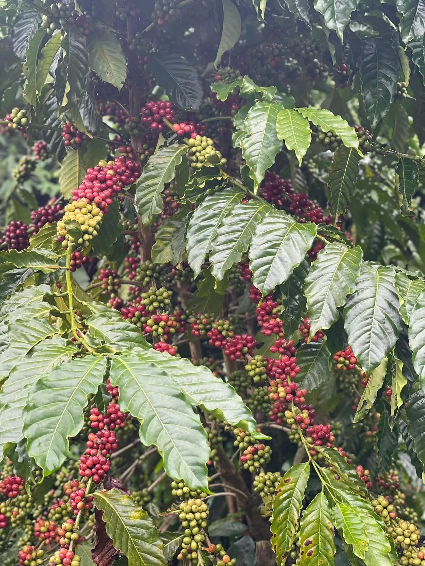 Đến ngay GOT Coffee Bảo Lộc nghe kề về câu chuyện cà phê sạch