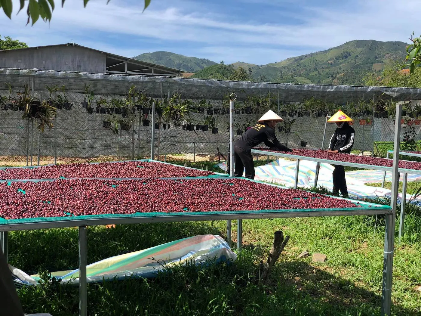 Đến ngay GOT Coffee Bảo Lộc nghe kề về câu chuyện cà phê sạch