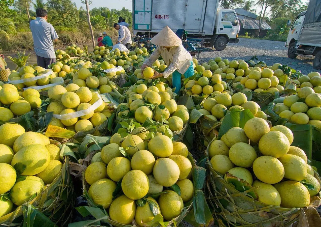 Đến ngay Vườn trái cây Vĩnh Kim khuấy đảo mùa hè nóng bức