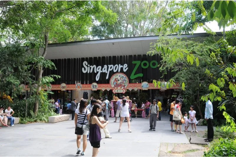 Đến Singapore Zoo thăm hai bạn ‘quốc bảo’ gấu trúc đáng yêu