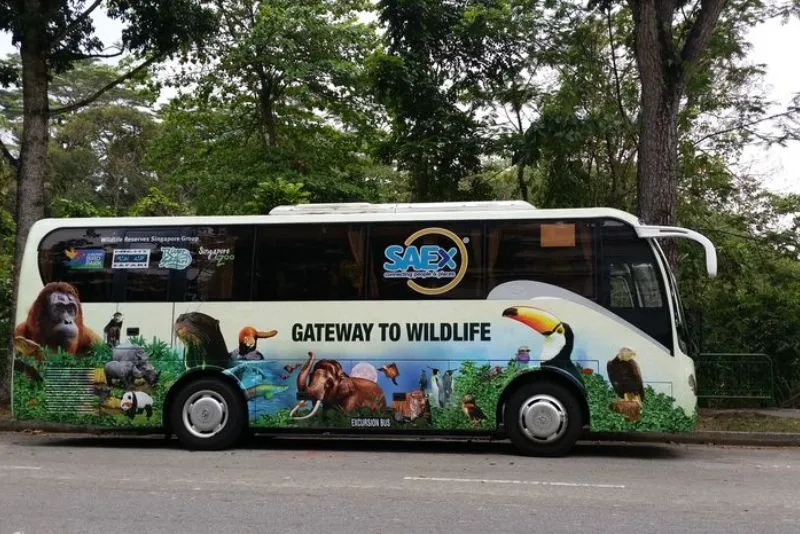 Đến Singapore Zoo thăm hai bạn ‘quốc bảo’ gấu trúc đáng yêu