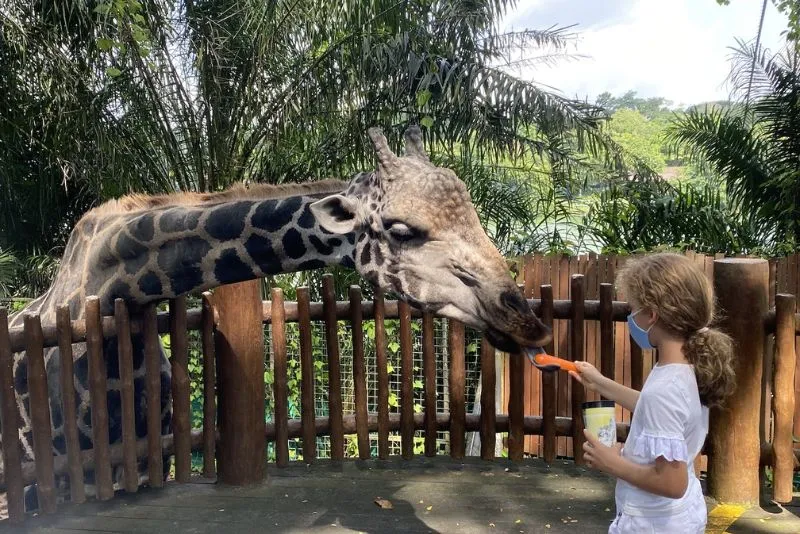 Đến Singapore Zoo thăm hai bạn ‘quốc bảo’ gấu trúc đáng yêu