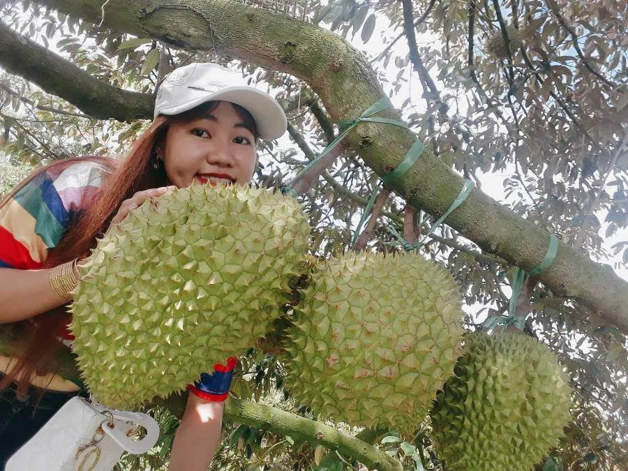 Đến thăm Vườn sầu riêng cô Huệ, Châu Phú với vô vàn trải nghiệm hấp dẫn