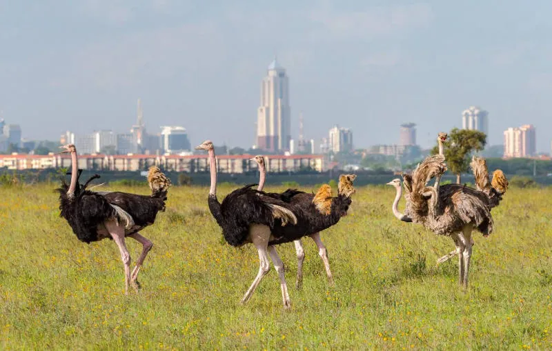 Đến thủ đô Nairobi và đắm chìm vào thiên nhiên hoang dã