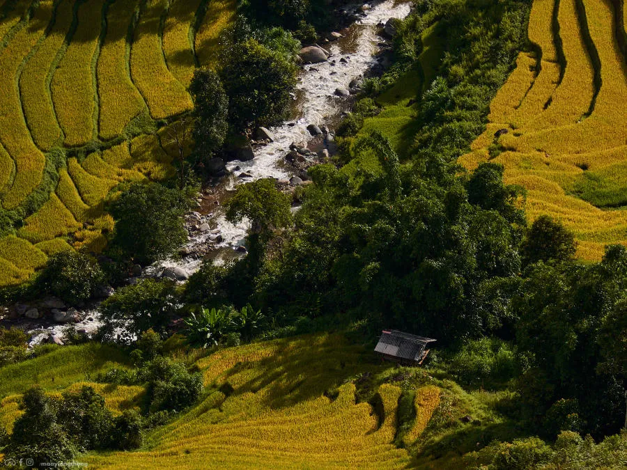 Đến Xím Vàng khám phá bức tranh mùa vàng tuyệt mỹ cách Tà Xùa chỉ 18km