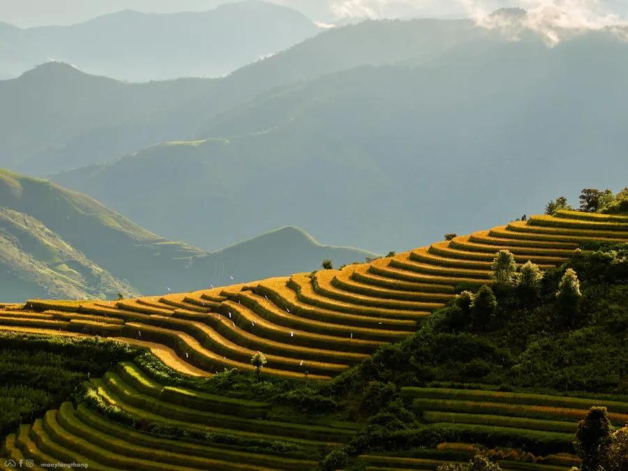 Đến Xím Vàng khám phá bức tranh mùa vàng tuyệt mỹ cách Tà Xùa chỉ 18km