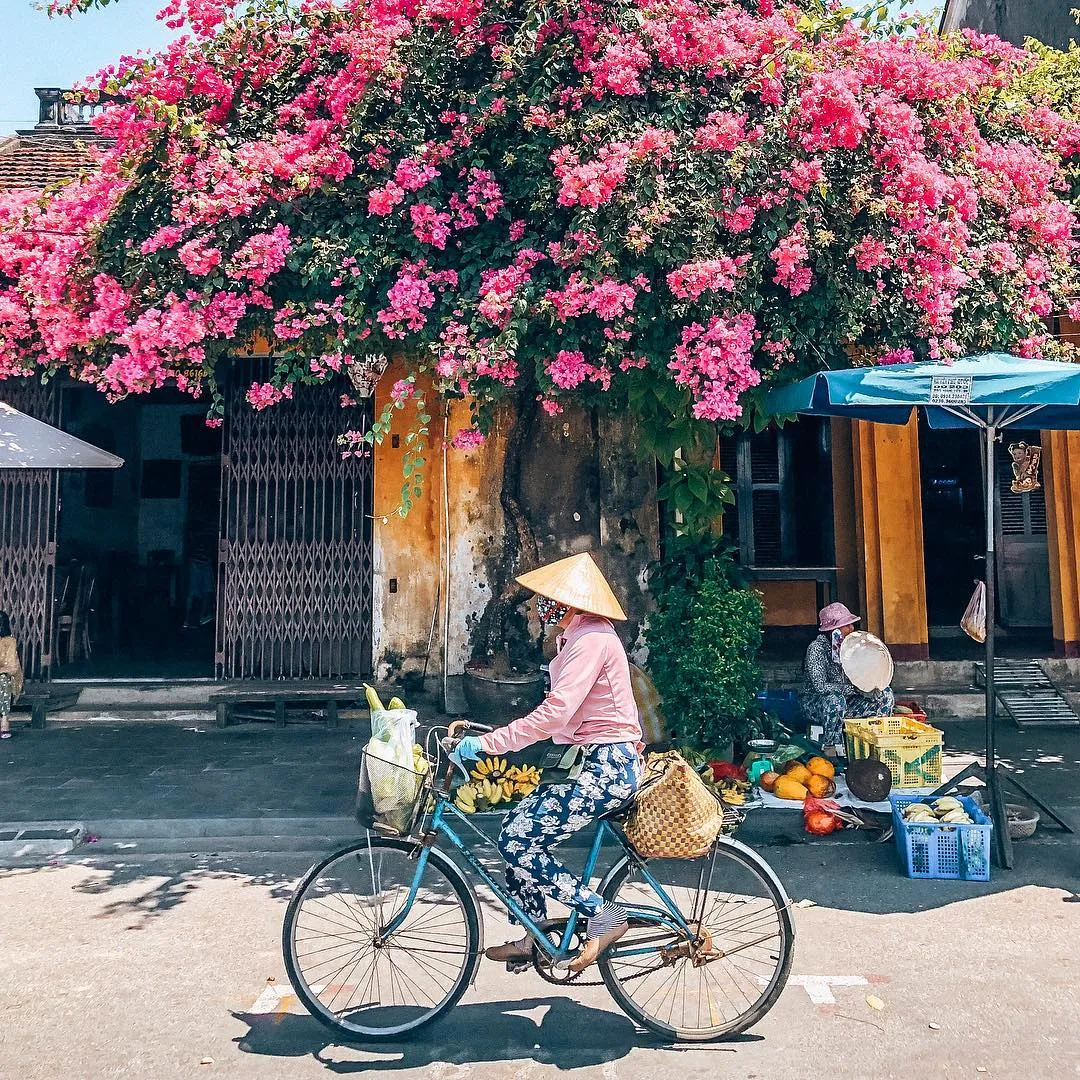 Đẹp mê đắm giàn hoa giấy Hội An – Nơi check in quen thuộc của hàng vạn du khách nơi phố cổ