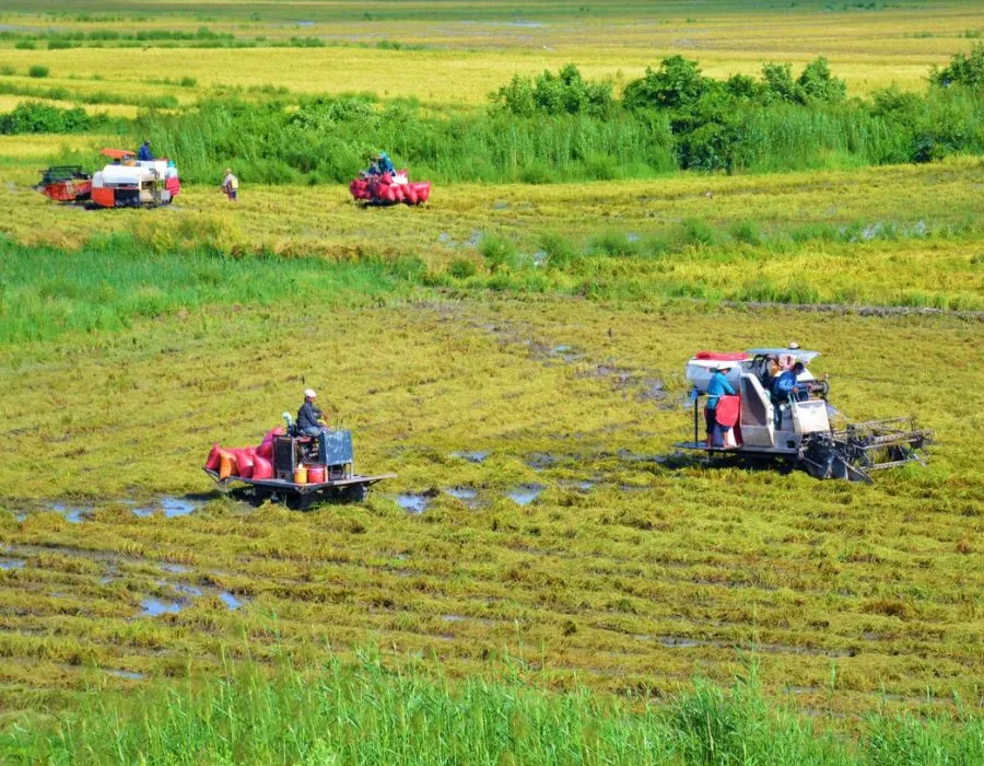 Đi Cà Mau mùa nào đẹp, cùng tìm hiểu ngay với MIA.vn