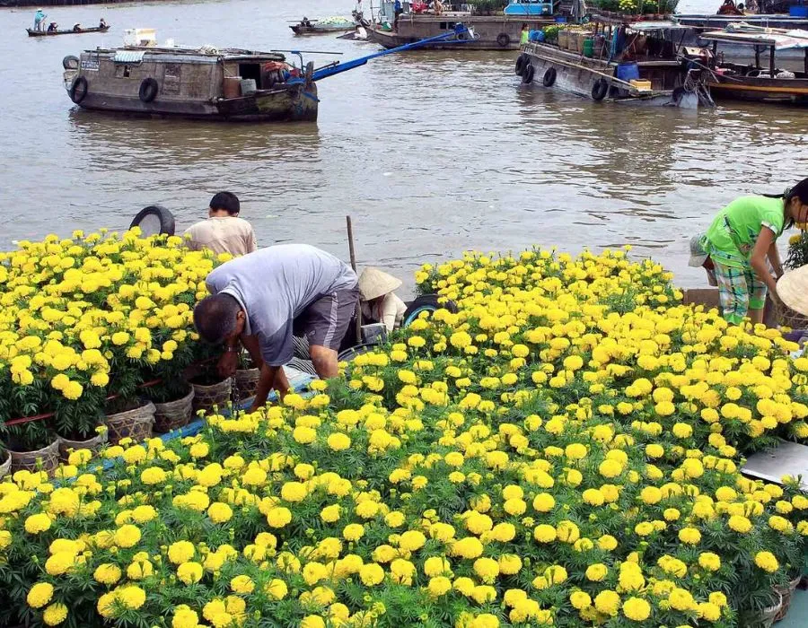 Đi Cà Mau mùa nào đẹp, cùng tìm hiểu ngay với MIA.vn