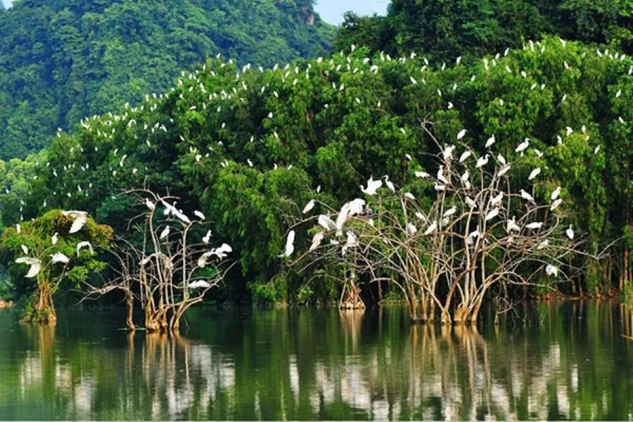 Đi Năm Căn Cà Mau có gì chơi, tất tần tật kinh nghiệm nên bỏ túi