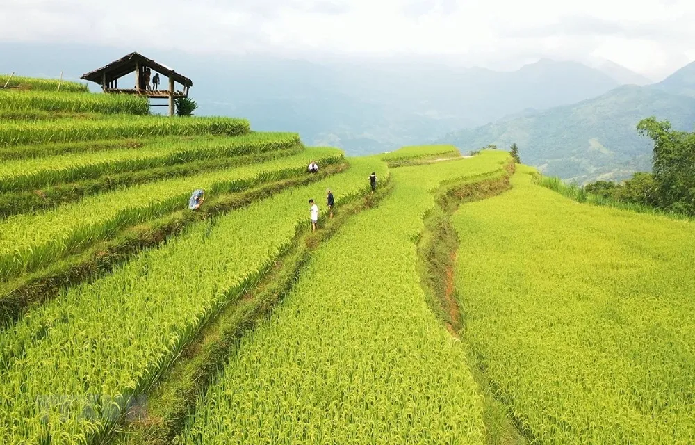 Di sản ruộng bậc thang Hoàng Su Phì – Kiệt tác đất Hà Giang