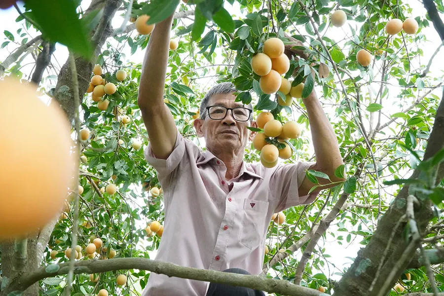 Độc đáo mùa thanh trà Vĩnh Long ở xứ Bình Minh