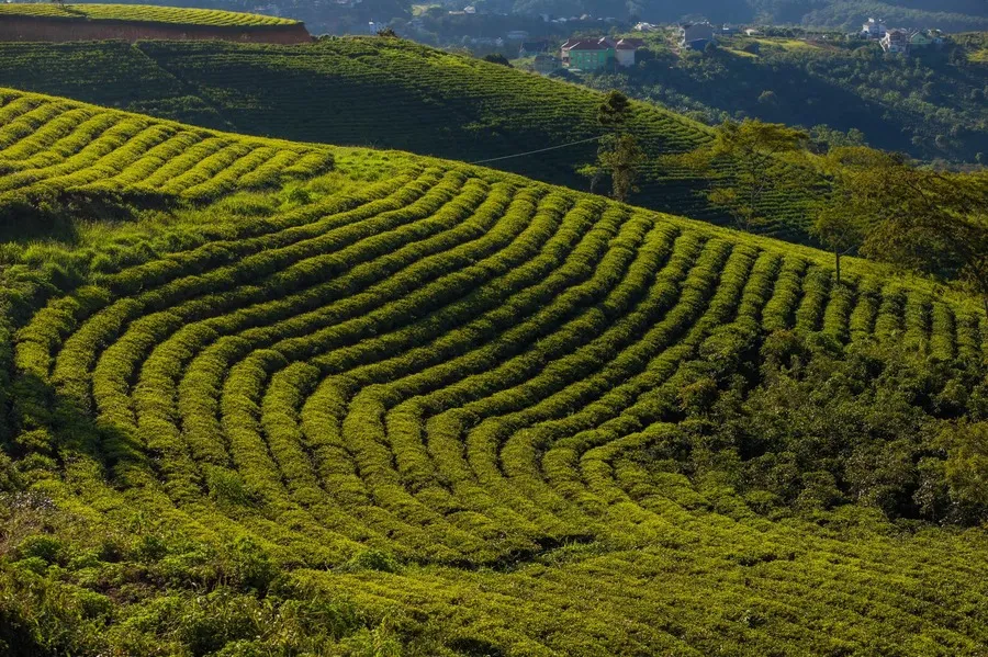 Đồi Chè Cầu Đất, vẻ đẹp ngút ngàn giữa thiên nhiên Đà Lạt