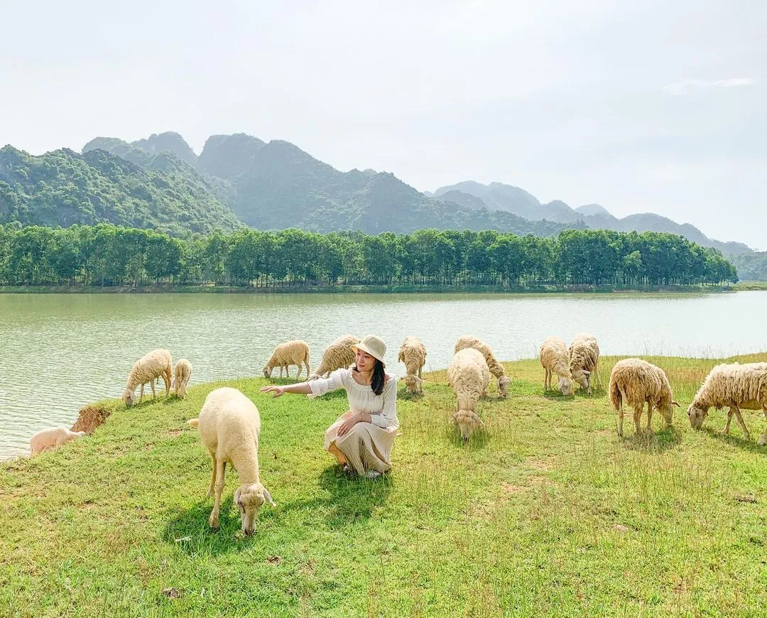 Đồng cừu Gia Hưng Ninh Bình – Bức tranh cổ tích tuyệt đẹp