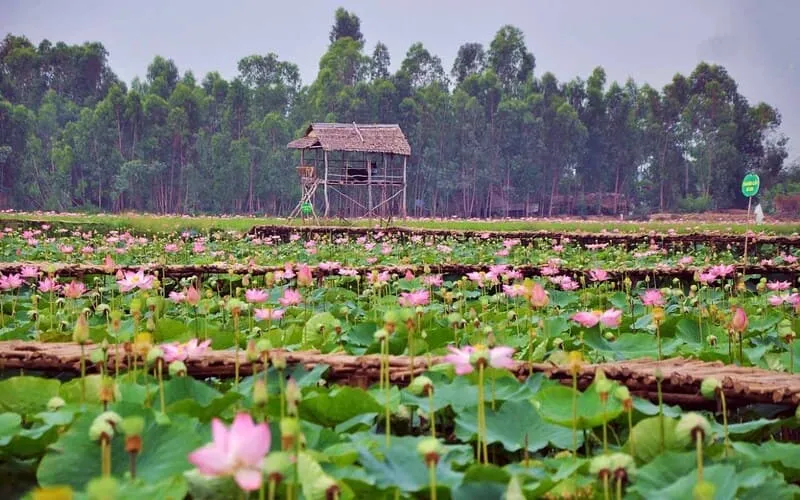 Đồng Sen Tháp Mười, vùng đất ngát hương của loài hoa thanh khiết