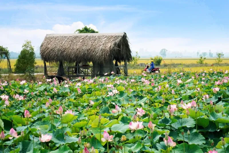 Đồng Sen Tháp Mười, vùng đất ngát hương của loài hoa thanh khiết