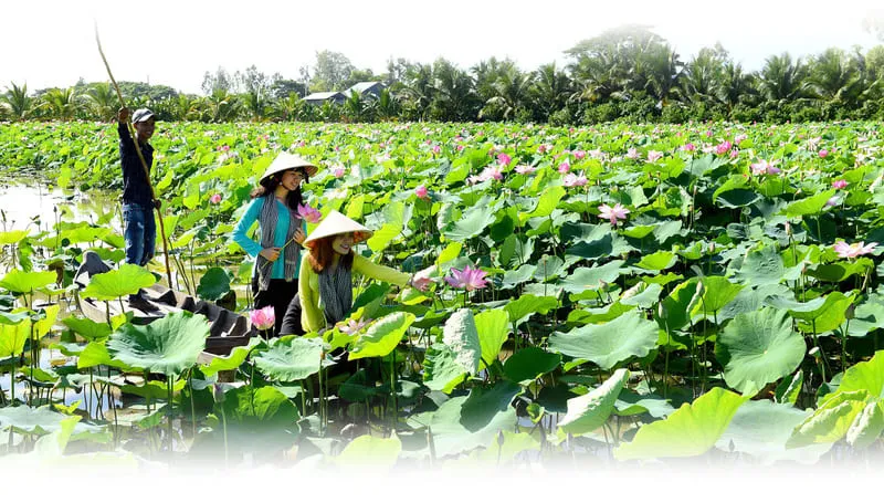 Đồng Sen Tháp Mười, vùng đất ngát hương của loài hoa thanh khiết