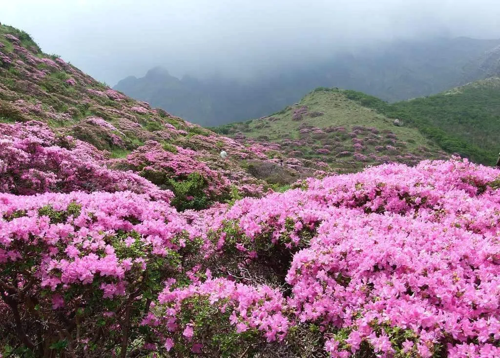 Du lịch Vị Xuyên – Hà Giang: Nơi hoa nở trên sỏi đá khô cằn