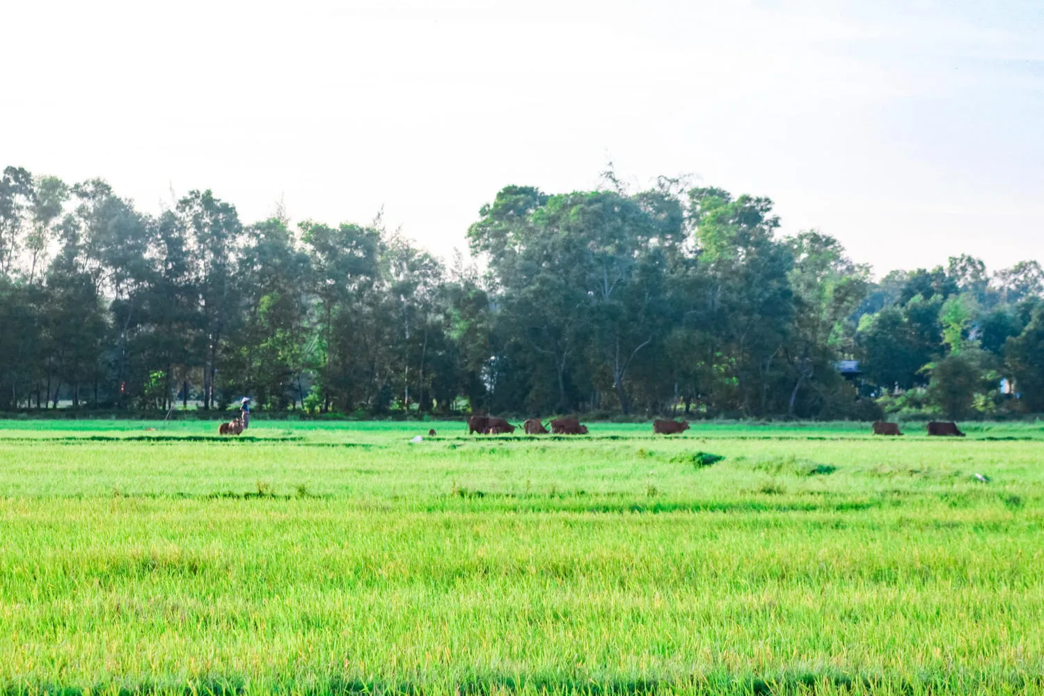 Ghé Giang Hải kiếm tìm bình yên nơi xứ Huế mộng mơ