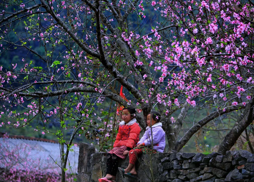 Ghé Sủng Là chiêm ngưỡng Mùa hoa mận trắng, hoa đào ở Hà Giang rực rỡ