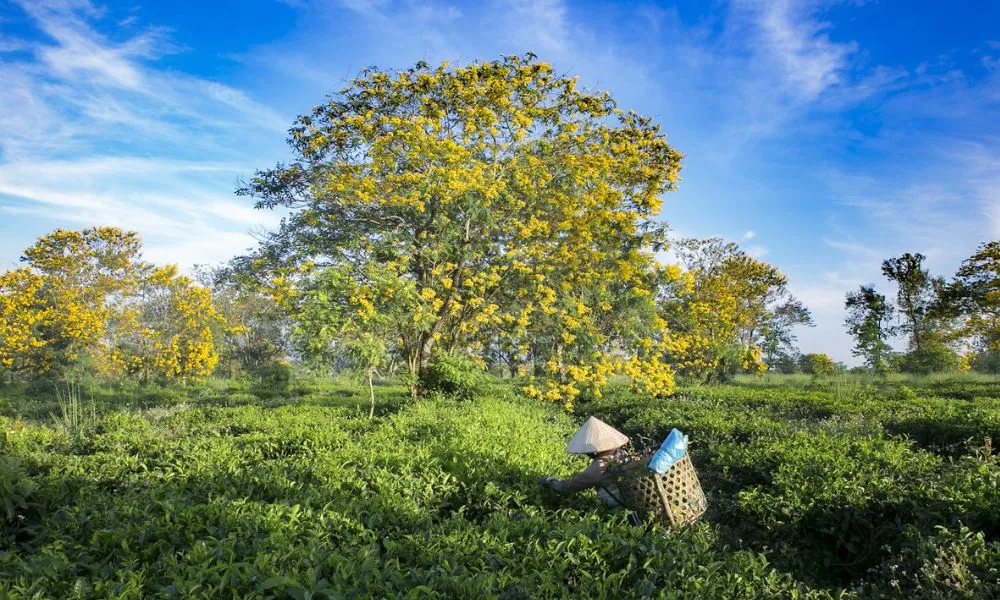 Ghé thăm Đồi Chè Bàu Cạn với sắc xanh cực quyến rũ