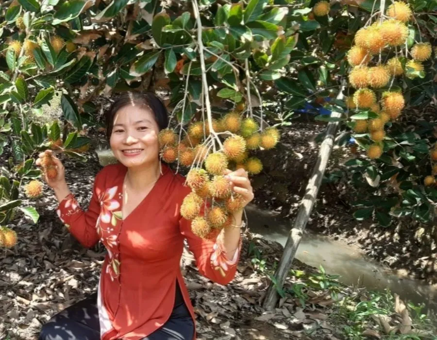 Ghé tham quan vườn chôm chôm trên cù lao An Bình xanh mát