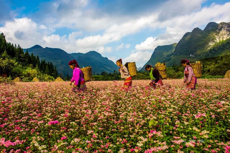 Gợi ý lịch trình du lịch Hà Giang 4 ngày 3 đêm cho ai đi lần đầu