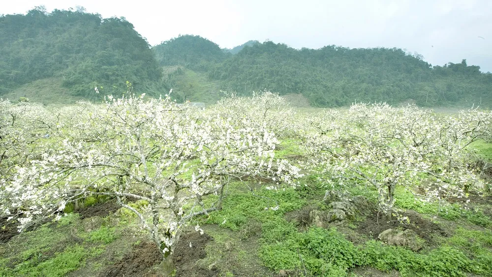 Gợi ý lịch trình Mộc Châu 2N1Đ chi tiết dành cho hội bạn