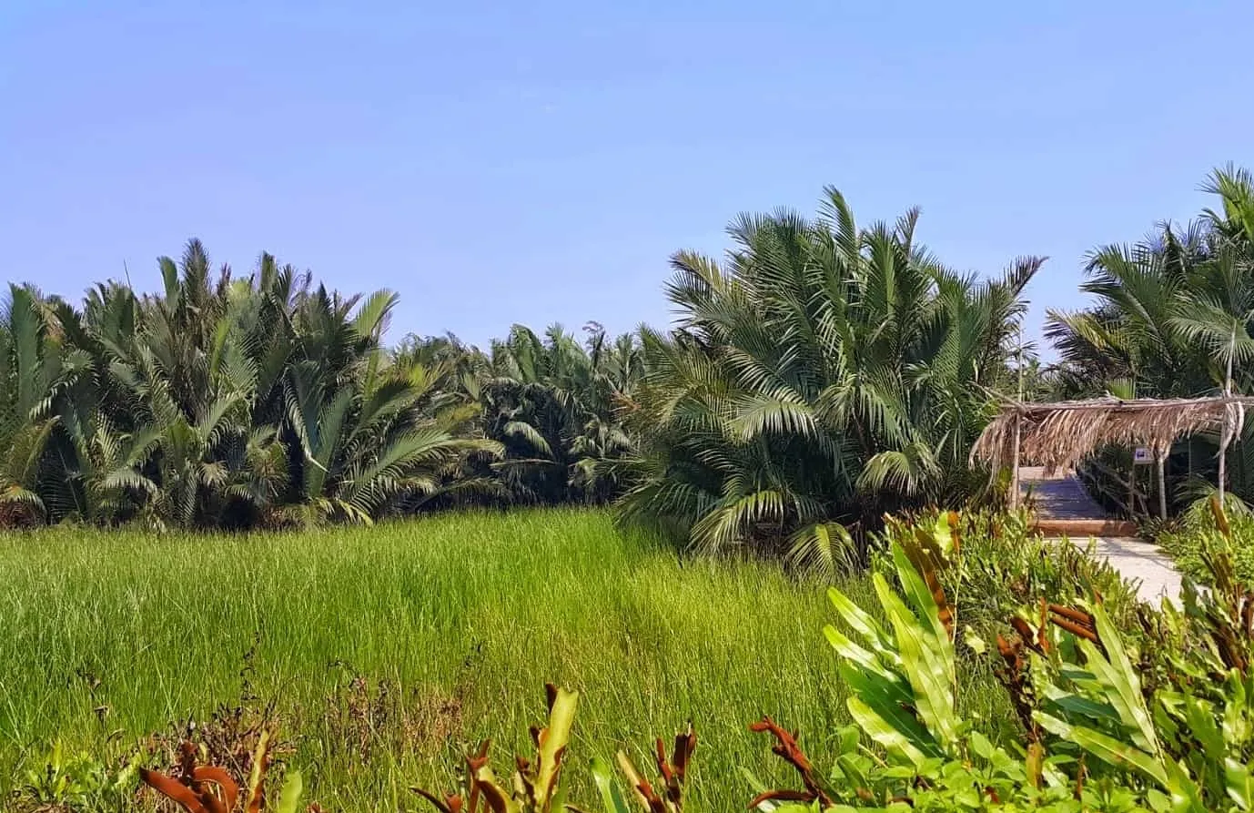 Gợi ý lịch trình tham quan rừng dừa Bảy Mẫu Hội An 1 ngày – Miền Tây sông nước phiên bản phố cổ