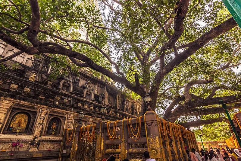 Hành hương tại Bodh Gaya với nhiều câu chuyện văn hóa huyền bí