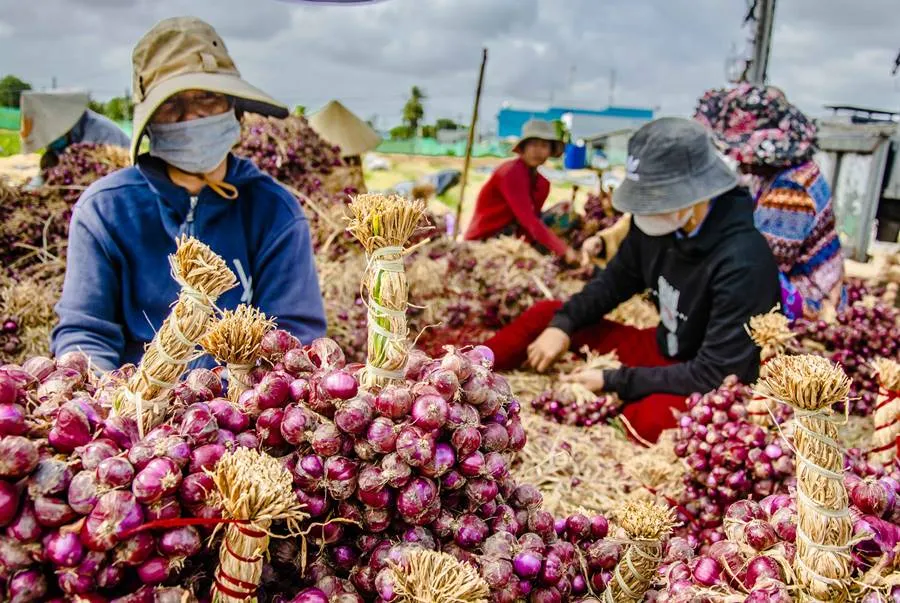 Hành tím Vĩnh Châu, nông sản nổi tiếng của tỉnh Sóc Trăng