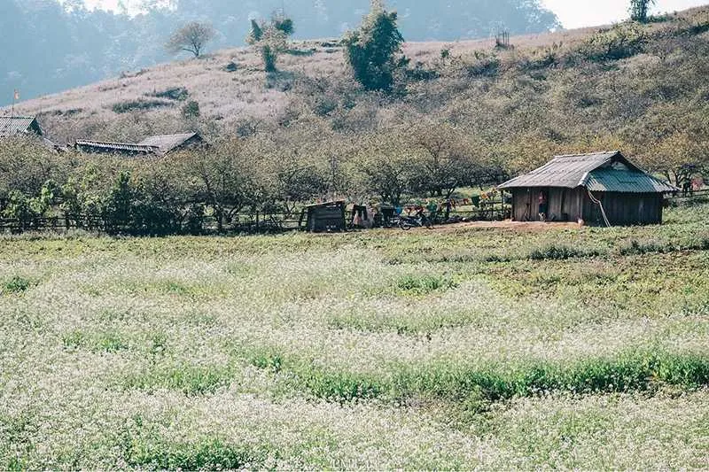 Hành trình khám phá Mộc Châu 3N2Đ với hàng loạt trải nghiệm thú vị