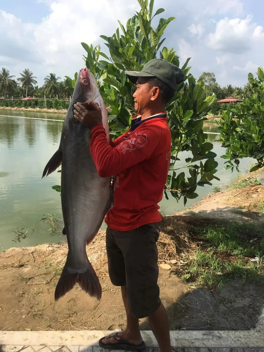 Hồ câu Ái Vy mở ra cách cửa trở về với thiên nhiên