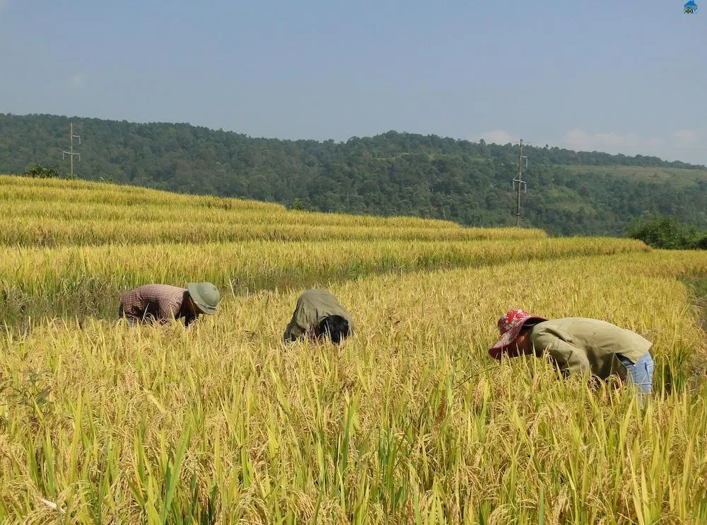 Hồ Thầu – Muôn thuở vẻ đẹp ruộng bậc thang tại Hoàng Su Phì