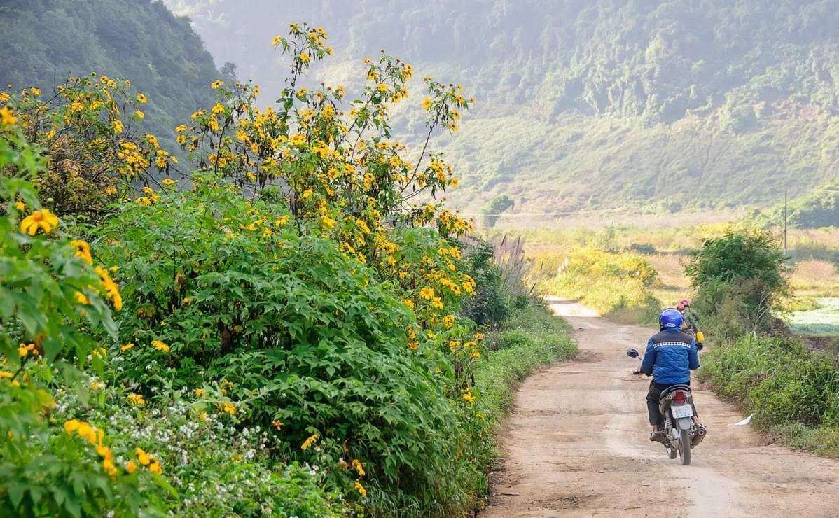 Hoa dã quỳ Mộc Châu – Vẻ đẹp hoang dại của núi rừng Tây Bắc