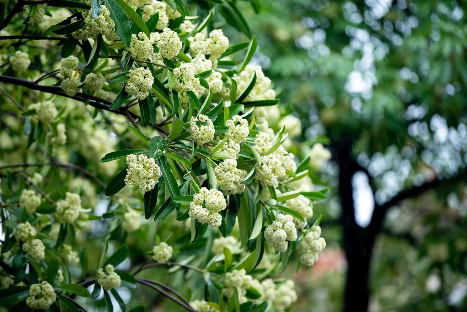 Hoa sữa thủ đô, hương thơm ngào ngạt cả một vùng ký ức