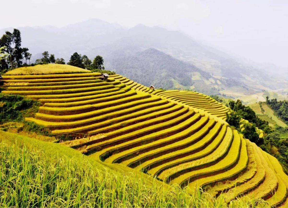 Hoàng Su Phì – Ngỡ ngàng vẻ đẹp ruộng bậc thang mùa lúa chín