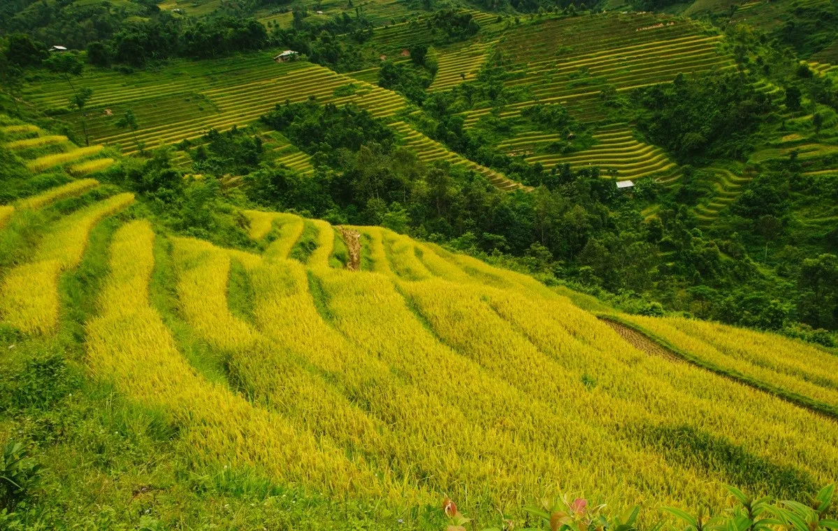 Hoàng Su Phì – Ngỡ ngàng vẻ đẹp ruộng bậc thang mùa lúa chín