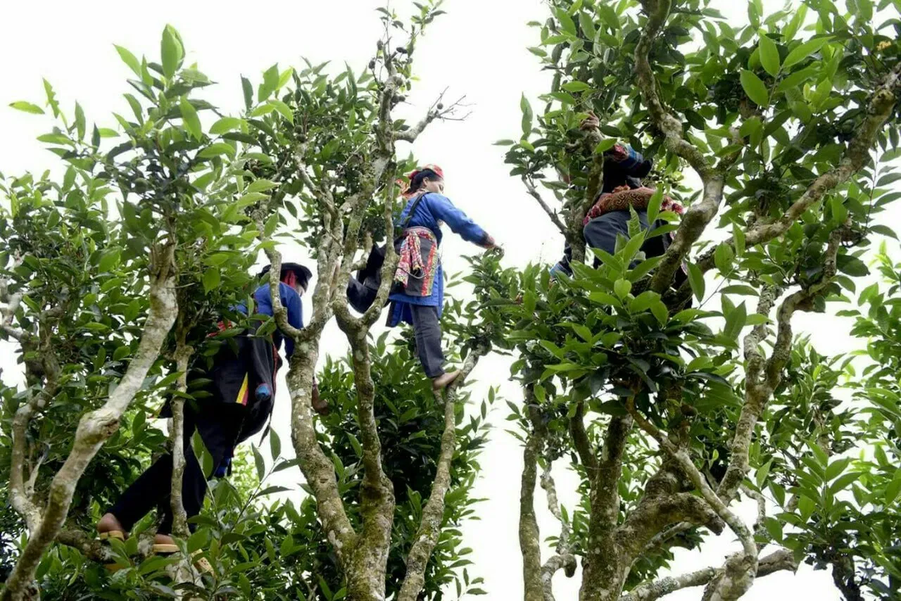 Huyền bí Tây Côn Lĩnh – Nơi được mệnh danh là ‘Nóc nhà vùng Đông Bắc’