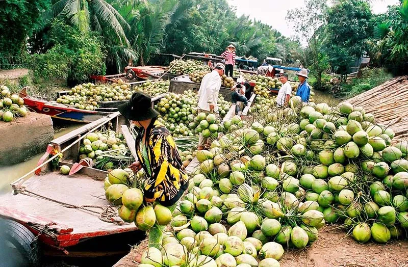 Huyện Mỏ Cày Nam Bến Tre và những điểm đến hấp dẫn bậc nhất