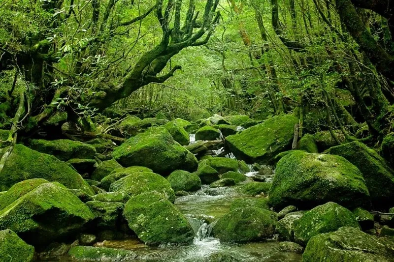 Kagoshima yên bình, nơi kết nối với thiên nhiên mạnh mẽ