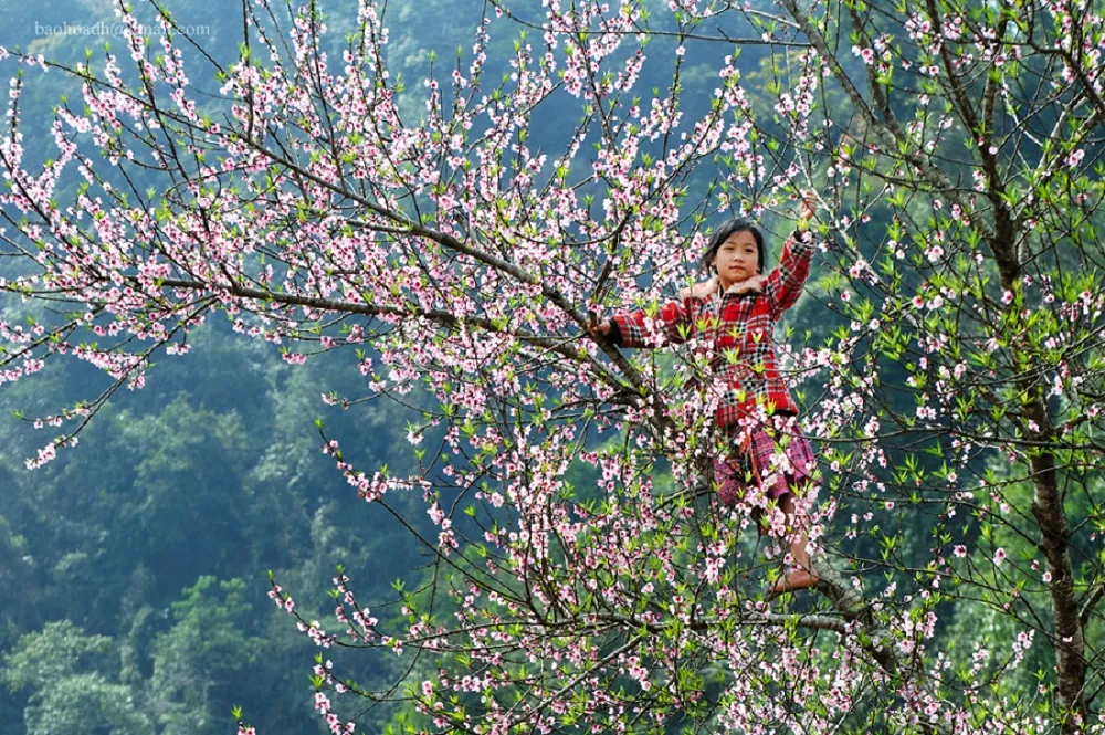 Khám phá 7 mùa hoa đẹp ở Mộc Châu khiến bao trái tim say đắm